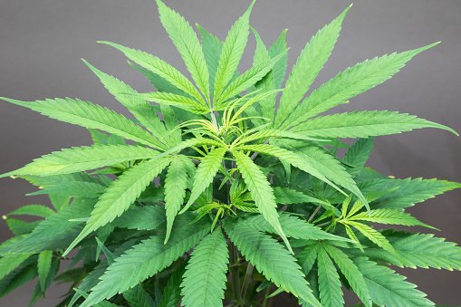Hemp plant